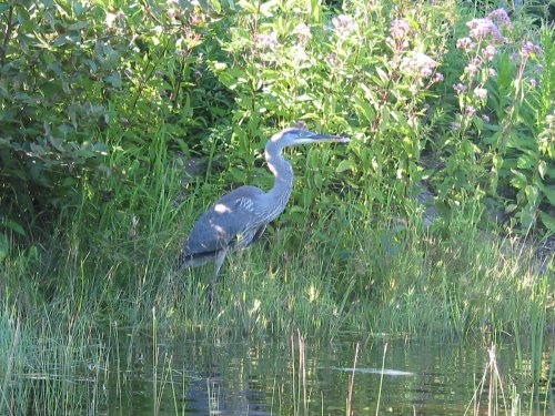 8-9-08-Blue-Heron-at-Ashford-Lake