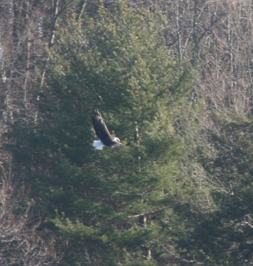 Eagle-2015
