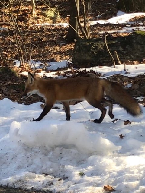 Fox